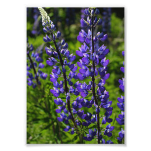 Foto Lupines azuis