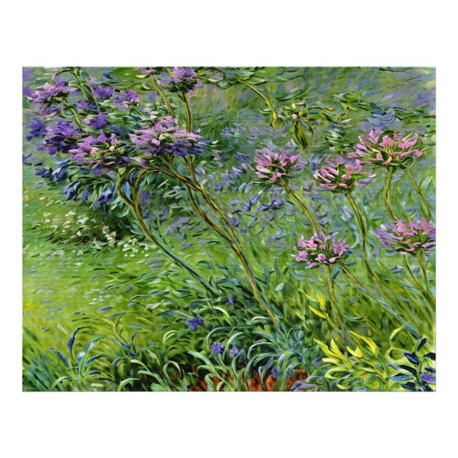 Foto Lush e Vibrante Representação das Flores de Agapan (Frente)