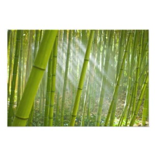 Foto Luz da manhã filtrando através do bambu