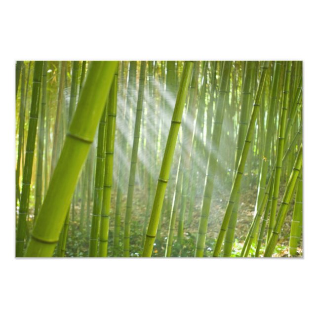 Foto Luz da manhã filtrando através do bambu (Frente)