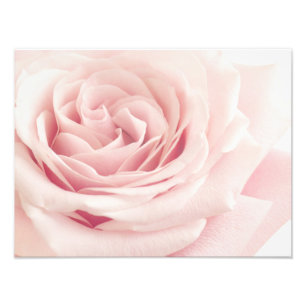 Foto Luz - flor do rosa do rosa - flores dos rosas