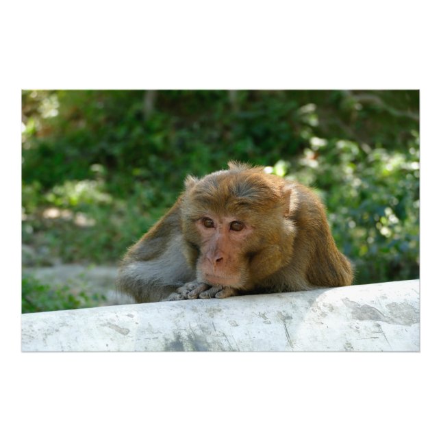 Foto Macaco - Avô (Frente)