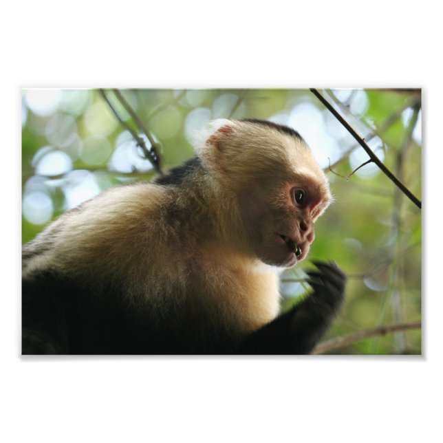 Foto Macaco Capuchin (Frente)