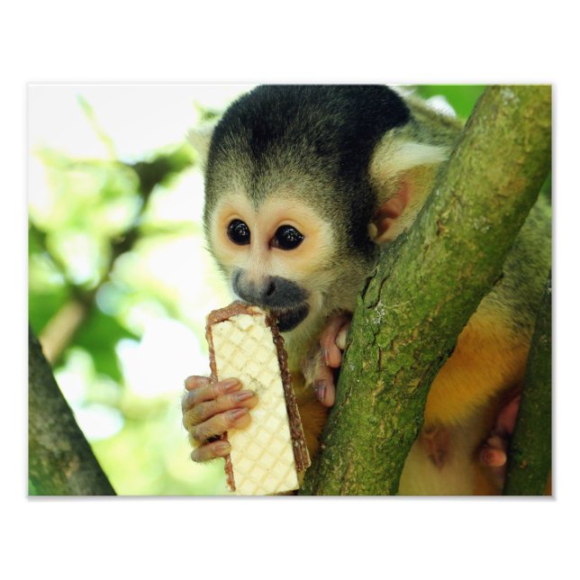 Foto Macaco-esquilo comendo um biscoito de Wafer (Frente)