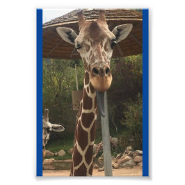 Foto Macaco garoto 4X6 Impressão nº 2