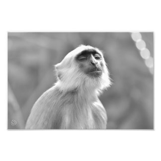 Foto Macaco Langur, Cinza de Impressão de sol