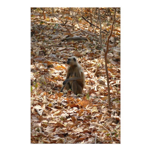 Foto Macaco na estação seca (Frente)