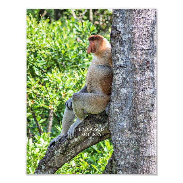 Foto Macaco Proboscis (Frente)