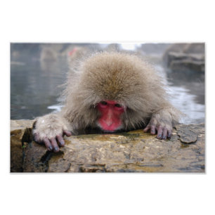 Foto Macaco solitário na neve em Nagano, Japão