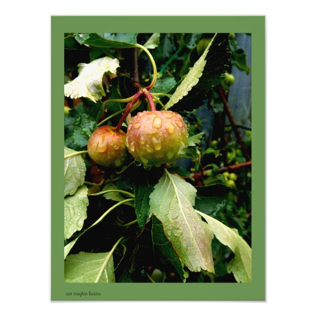 Foto Maçãs na Queda (Frente)