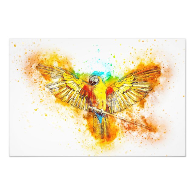Foto Macaw (Frente)