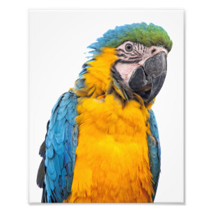 Foto Macaw azul e Dourado