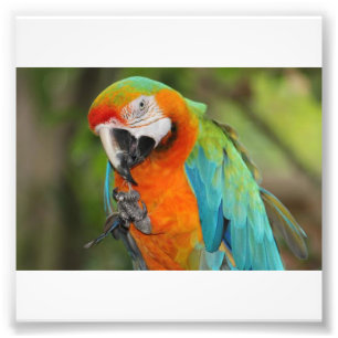 Foto Macaw majestoso