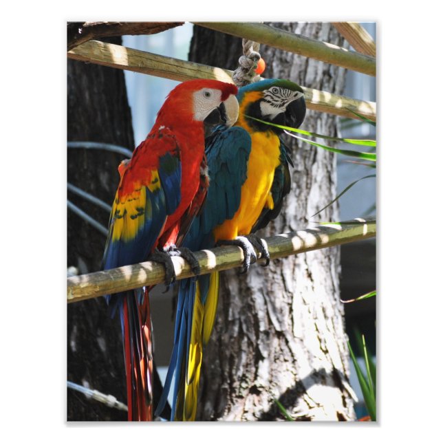 Foto Macaws em Key West (Frente)