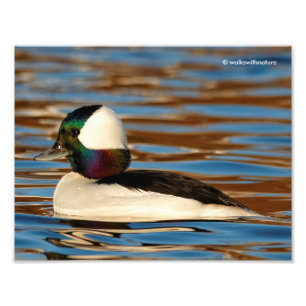 Foto Macho Bufflehead no Sol da Tarde