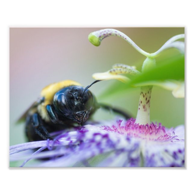 Foto macro Bumble Bee (Frente)