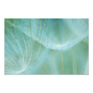 Foto macro Dandelion