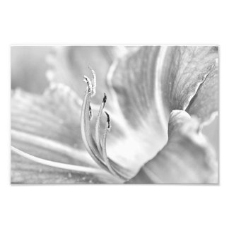 Foto Macro de Flor B&W