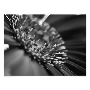 Foto Macro floral preto e branco impressionante