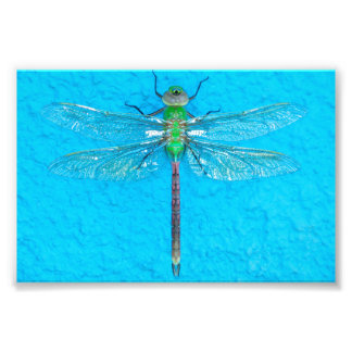 Foto Macro Green Dragonfly em fundo azul
