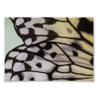 Foto Macro Nymph Butterfly Wing