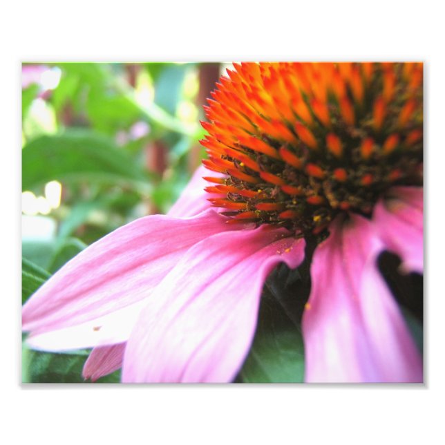 Foto Macro Purple Coneflower Echinacea Fritual de Fecha (Frente)