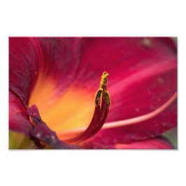 Foto Macro Red Lily Flower