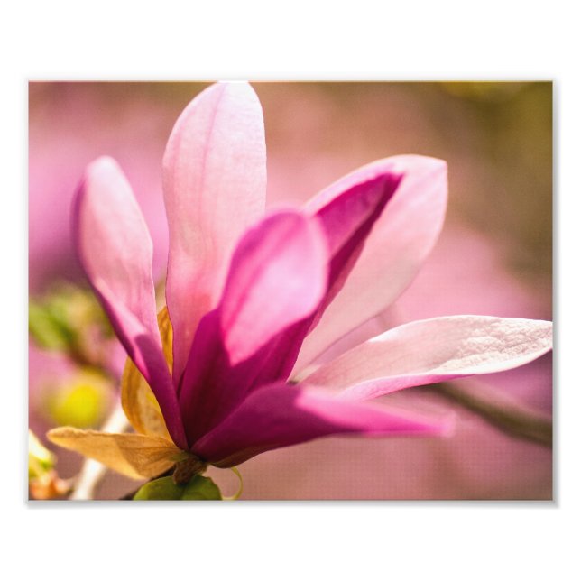 Foto Magnésia Rosa (Frente)