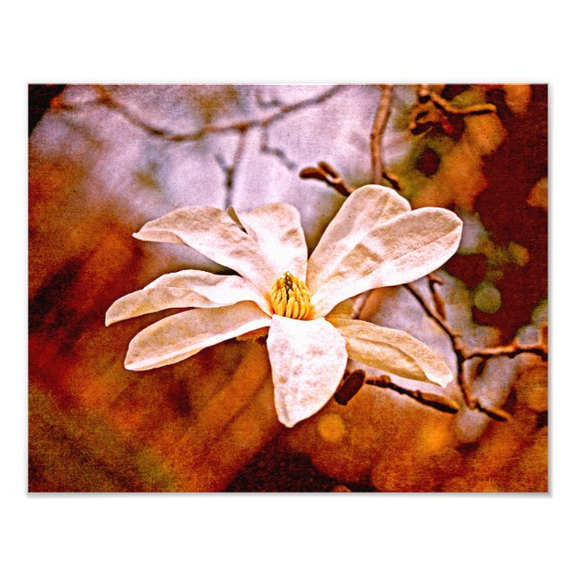 Foto Magnolia (Frente)