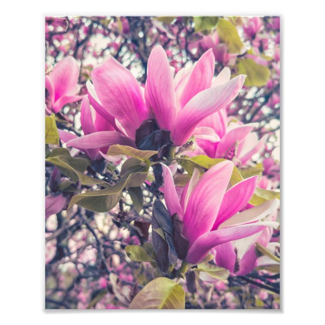 Foto Magnolia Blossomas (Frente)
