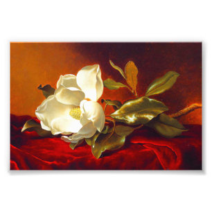 Foto Magnolia em Red Velvet Martin Johnson Heade