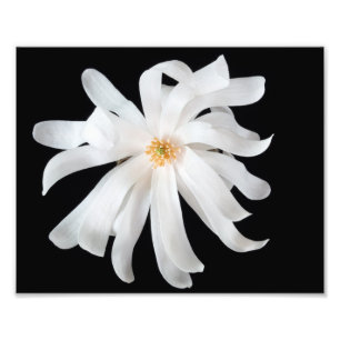 Foto Magnolia Flor em Preto
