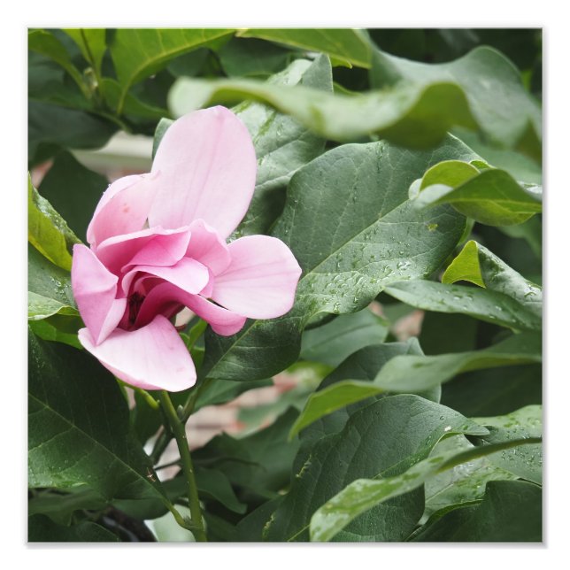 Foto Magnólia Rosa 12"x12" (Frente)