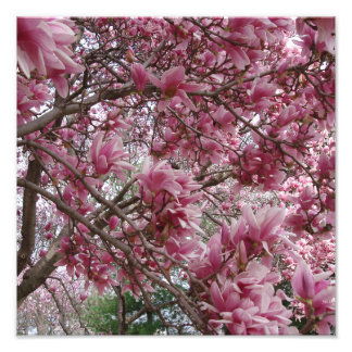 Foto Magnólia Rosa 12"x12"