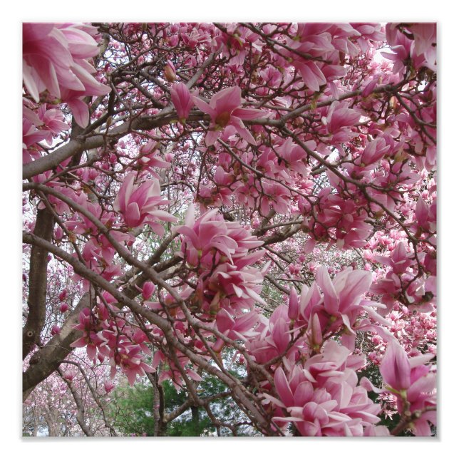 Foto Magnólia Rosa 12"x12" (Frente)