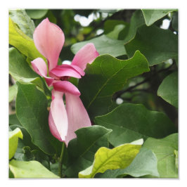 Foto Magnólia Rosa 12"x12"