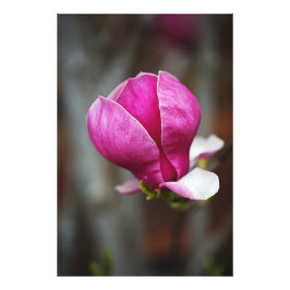 Foto Magnólia Rosa em Flor Completa