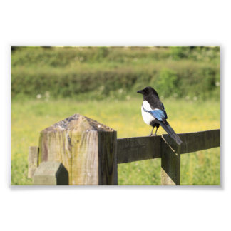 Foto Magpie