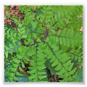 Foto Maidenhair Fern