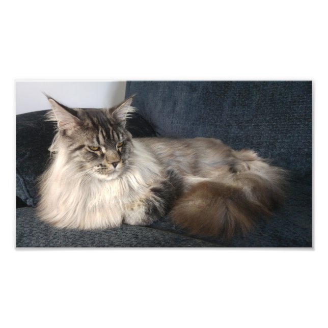 Foto Maine Coon Cat (Frente)
