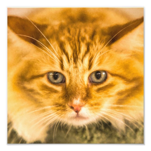 FOTO MAINE COON CAT STARE (Frente)