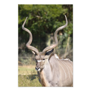 Foto Maior Kudu