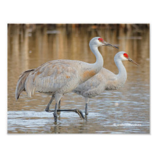 Foto Maiores guindastes de Sandhill no pântano