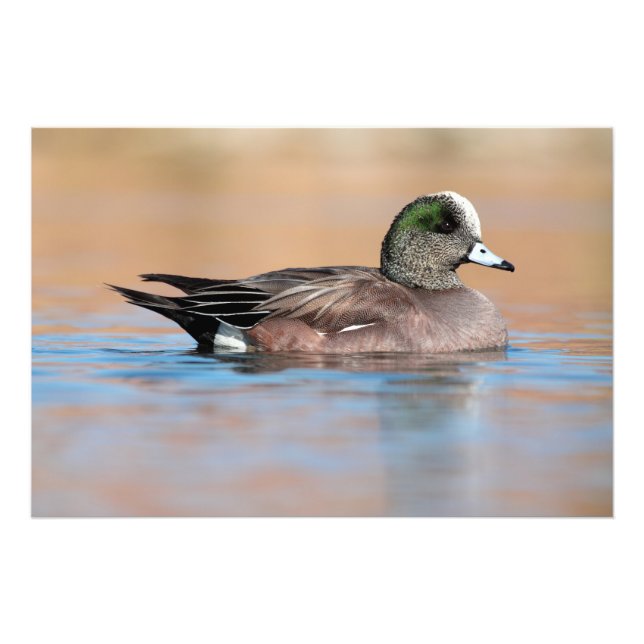 Foto Male American Wigeon (Frente)