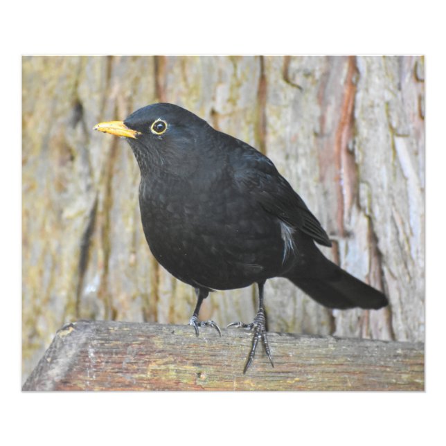 Foto Male Blackbird (Frente)