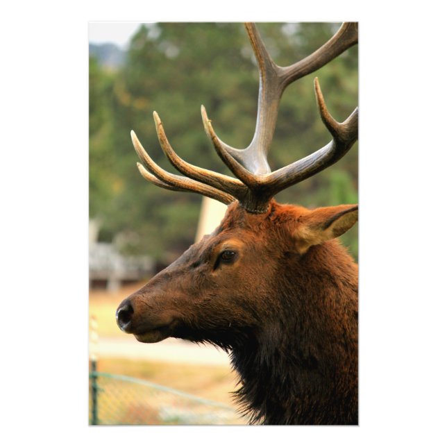 Foto Male Elk (Frente)