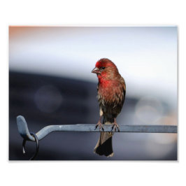 Foto Male House Finch