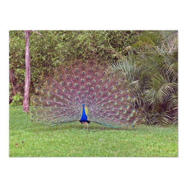 Foto Male Peacock Photo (Frente)