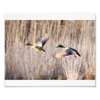 Foto Mallard Drake e Hen Impressão