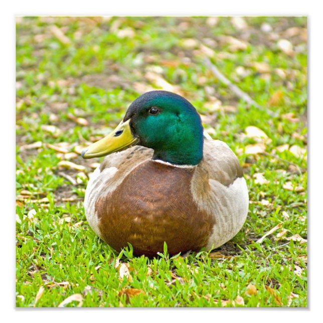 Foto Mallard Duck (Frente)
